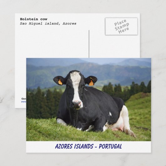 Holstein Kuh Postkarte (Vorne/Hinten)