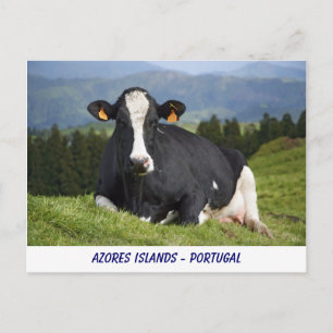 Holstein Kuh Postkarte