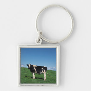 Holstein-Kuh stehend auf dem Gebiet, Bekkai-Machi, Schlüsselanhänger