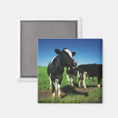 Holstein Kühe auf einem Feld Magnet (Vorderseite/Rückseite)
