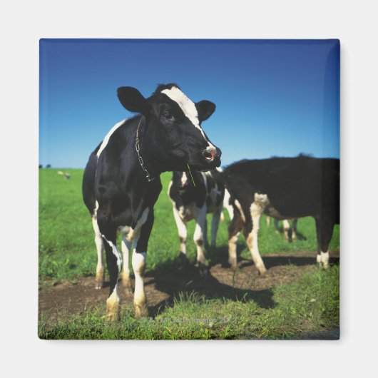 Holstein Kühe auf einem Feld Magnet (Vorne)