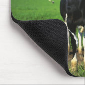 Holstein Kühe auf einem Feld Mousepad (Ecke)