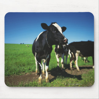 Holstein Kühe auf einem Feld Mousepad
