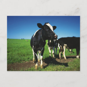 Holstein Kühe auf einem Feld Postkarte