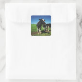 Holstein Kühe auf einem Feld Quadratischer Aufkleber (Tasche)