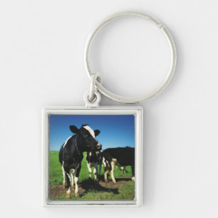 Holstein-Kühe auf einem Gebiet Schlüsselanhänger