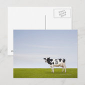 Holstein Milchkuh mit Flecken in Form Postkarte (Vorne/Hinten)