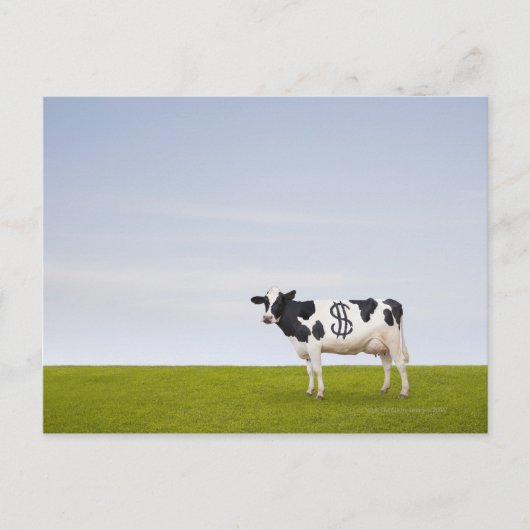 Holstein Milchkuh mit Flecken in Form Postkarte (Vorderseite)