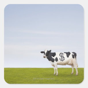 Holstein Milchkuh mit Flecken in Form Quadratischer Aufkleber