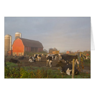 Holstein-Milchkühe außerhalb einer Scheune bei Son