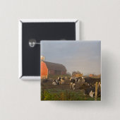 Holstein Milchkühe außerhalb einer Scheune bei Son Button (Vorne & Hinten)