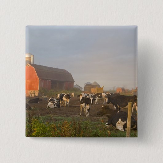 Holstein Milchkühe außerhalb einer Scheune bei Son Button (Vorderseite)