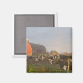 Holstein Milchkühe außerhalb einer Scheune bei Son Magnet (Vorderseite/Rückseite)