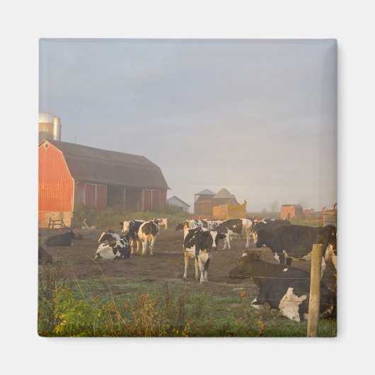 Holstein Milchkühe außerhalb einer Scheune bei Son Magnet (Vorne)