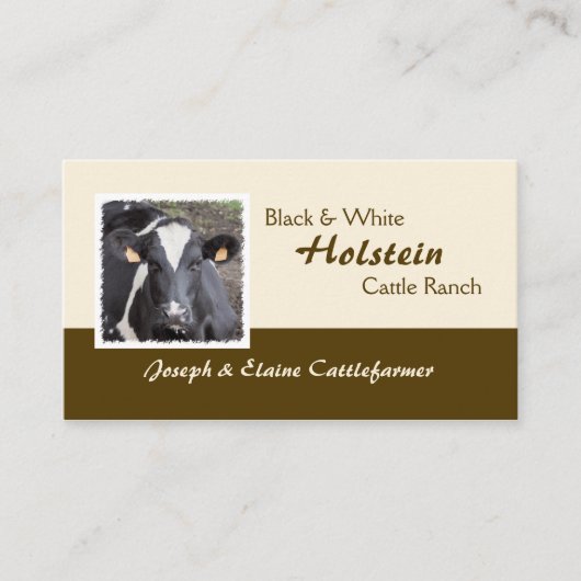 Holstein-Molkerei oder Mastvieh-Foto Visitenkarte (Vorderseite)