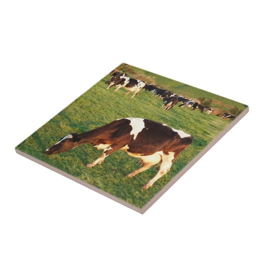 Holstein-Vieh Fliese (Seite)