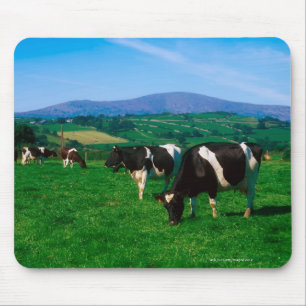 Holsteiner schüchtert nahe Borris, Landkreis ein Mousepad