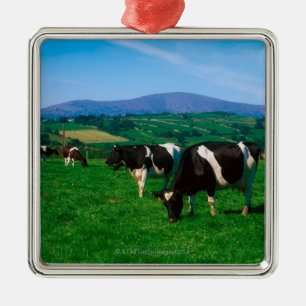 Holsteiner schüchtert nahe Borris, Landkreis ein Silbernes Ornament