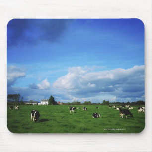 Holsteiner-Vieh nähert sich Thurles, Co Mousepad
