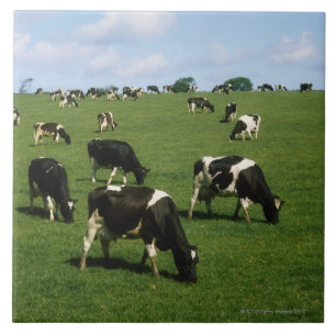 Holsteinervieh, Irland Fliese