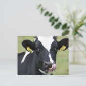 Holsteinkuh Postkarte (Stehend Vorderseite)