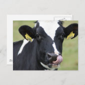 Holsteinkuh Postkarte (Vorne/Hinten)