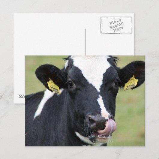 Holsteinkuh Postkarte (Vorne/Hinten)