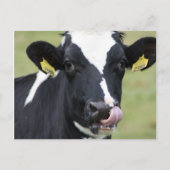 Holsteinkuh Postkarte (Vorderseite)