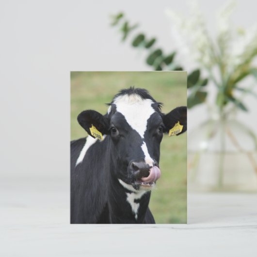 Holsteinkuh Postkarte (Stehend Vorderseite)