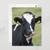 Holsteinkuh Postkarte (Vorne/Hinten)