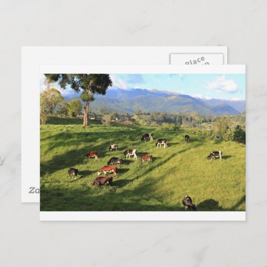 Holstische friesische Milchkuhherde Weide auf Wies Postkarte (Vorne/Hinten)