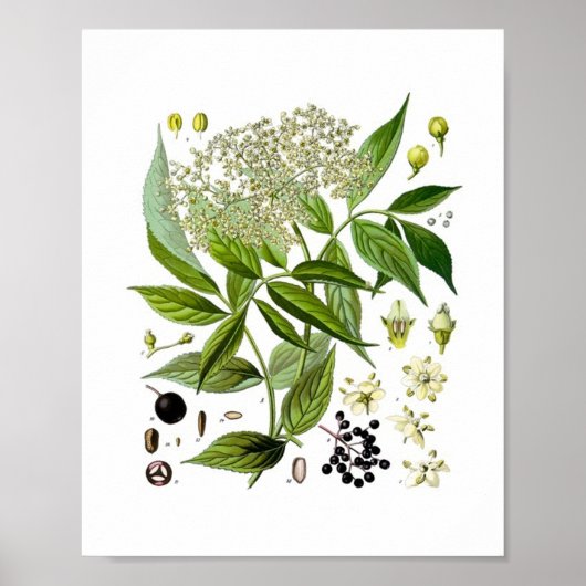 Holunder Eleganz: Eine Vintage-Botanik Poster (Vorne)