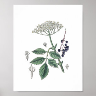 Holunderbusch-Blüte Weiß & Grün Botanik Poster