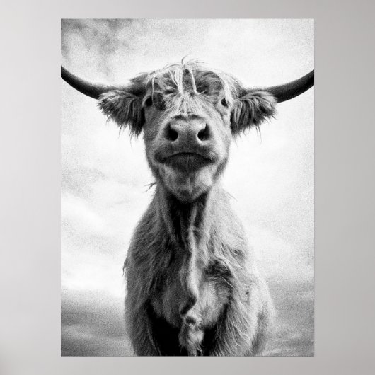 Holy Cow Mesotint Art Fotografy Poster (Vorne)