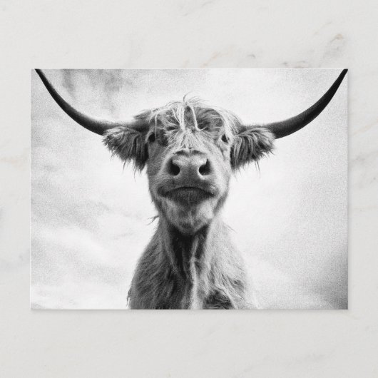 Holy Cow Mesotint Style Art Fotografy L Postkarte (Vorderseite)