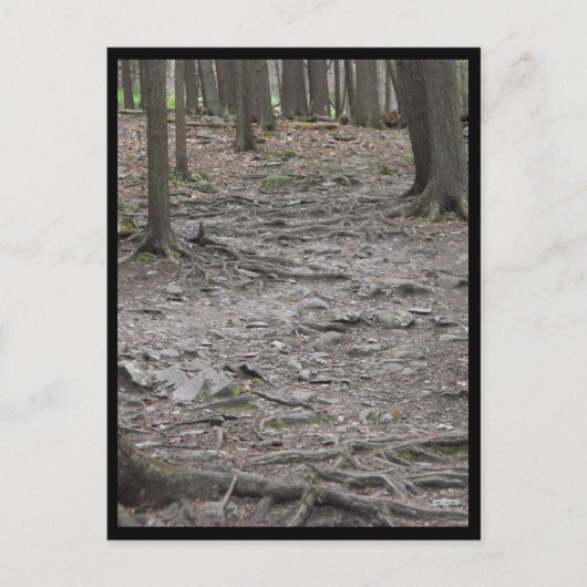 Holz ~ 29 postkarte (Vorderseite)