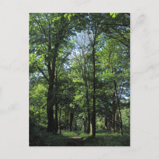 Holz. Bute Park, Cardiff Postkarte (Vorderseite)