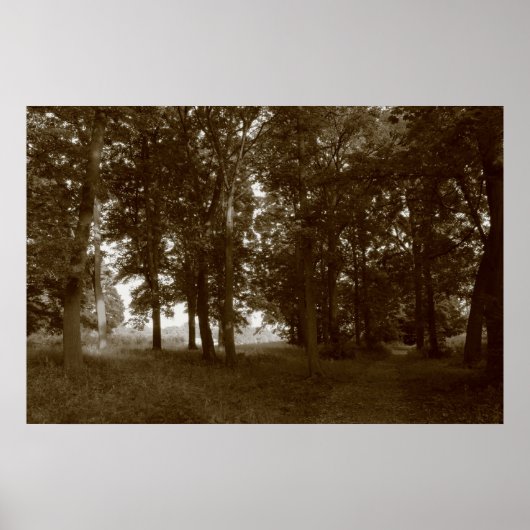 Holz, Bute Park Cardiff - Sepia toned BW Poster (Vorne)