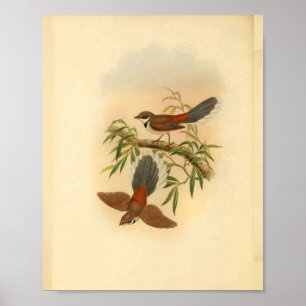 Holz-Fächerschwanz-Fliegenschnäpper-Vogel Vintage- Poster