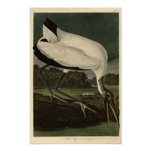 Holz Ibiss (Ibis, Stork): Audubon Birds of America Fotodruck (Vorne)