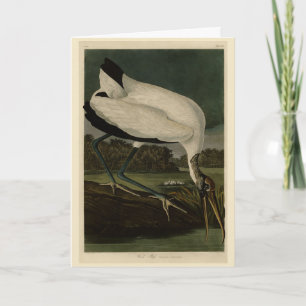 Holz Ibiss (Ibis, Stork): Audubon Birds of America Karte