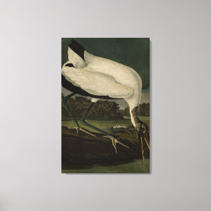 Holz Ibiss (Ibis, Stork): Audubon Birds of America Leinwanddruck