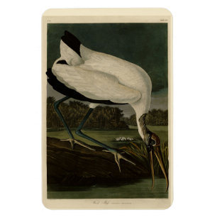 Holz Ibiss (Ibis, Stork): Audubon Birds of America Magnet