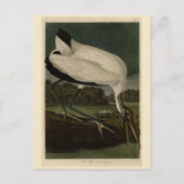 Holz Ibiss (Ibis, Stork): Audubon Birds of America Postkarte (Vorderseite)