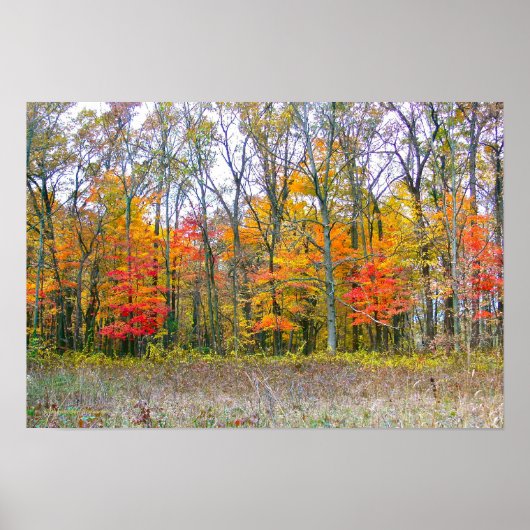 "HOLZ MIT FALLFARBE"/FOTOGRAFIE POSTER (Vorne)