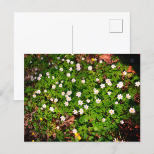 Holzanemon, hübsche Blume Postkarte