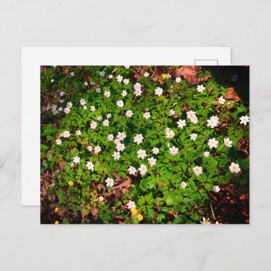 Holzanemon, hübsche Blume Postkarte (Vorne/Hinten)