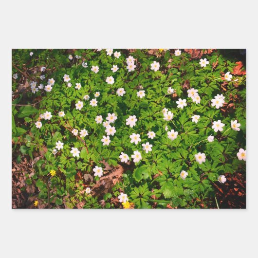 Holzanemon, hübsche FrühlingsBlume Geschenkpapier Set (Vorderseite 2)