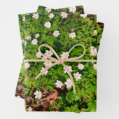 Holzanemon, hübsche FrühlingsBlume Geschenkpapier Set (Beispiel)