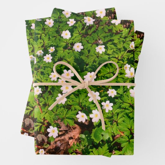 Holzanemon, hübsche FrühlingsBlume Geschenkpapier Set (Beispiel)